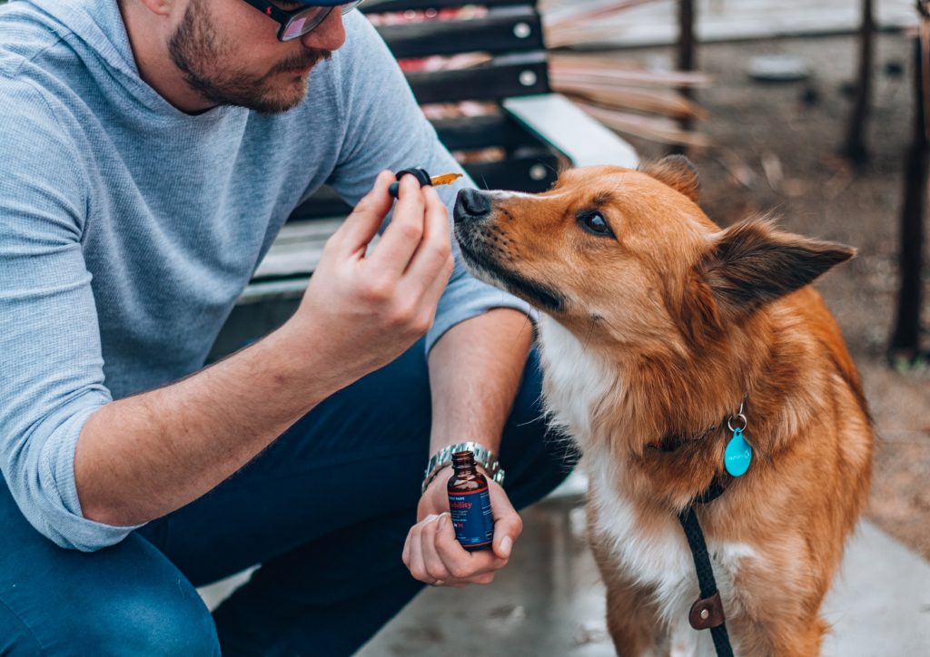 CBD and Dogs 1 honest paws bPk6jTAhATk unsplash